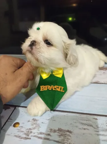 Belíssimo filhote