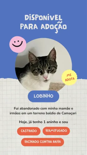 Gatinho para adoção responsável