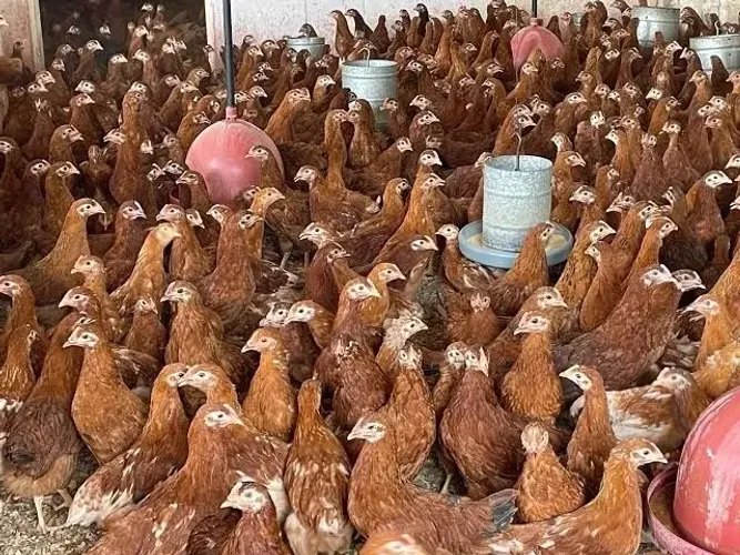 VENDO GALINHA POEDEIRA
