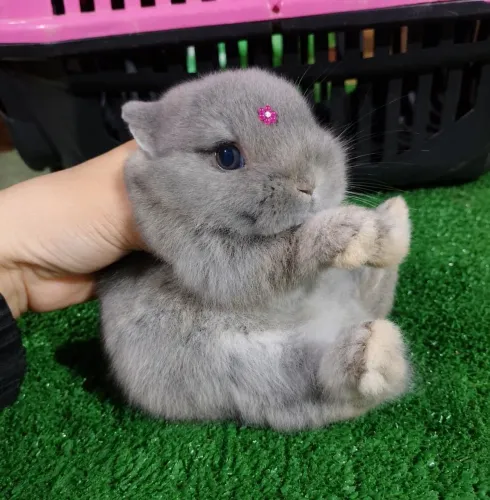 Netherlands Dwarf anão
