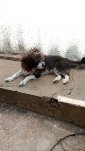 Doação de cachorra fêmea 