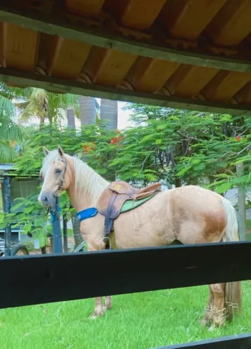Cavalo baio 