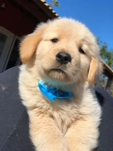 Golden Retriever show