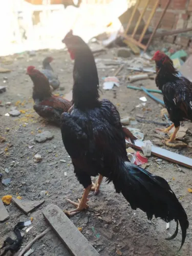 Galo de raça