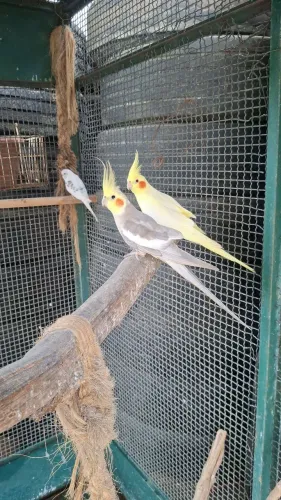 Gaiolão e calopsitas