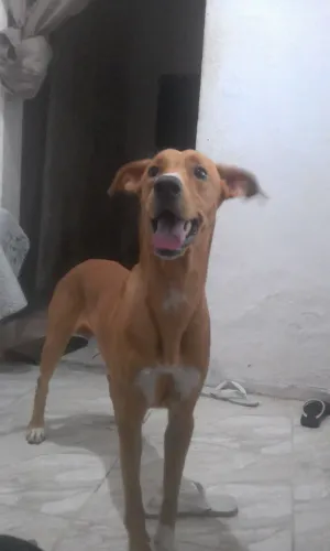 Doação de cachorro 