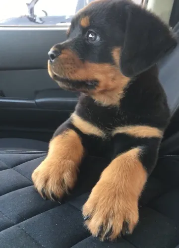 Filhotes De rottweiler - Filhotes Cheios De Energias Boas 