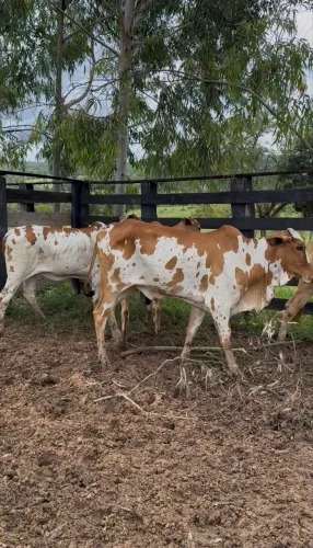 Novilhas Prenhas Nelore Pintado de vermelho 