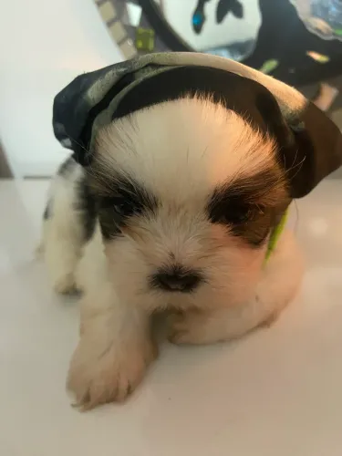 Shihtzu macho 