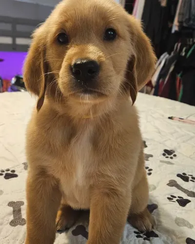 Golden