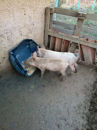 Casal de leitões