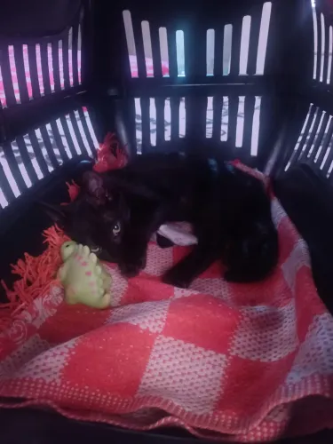 ADOÇÃO - gata fêmea