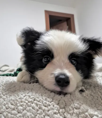 Border collie
