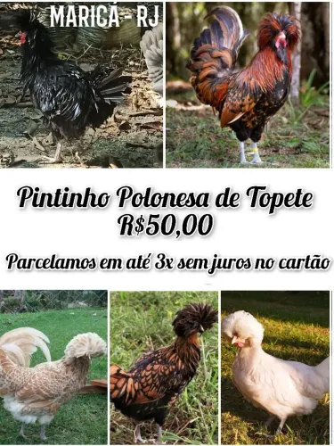 Pintinho Polonesa de topete 