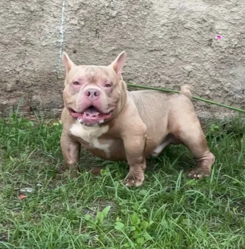 América Bully micro