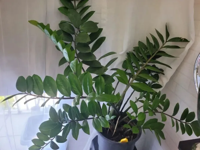 PLANTAS