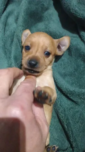 Pinscher com 76 dias vermifugado
