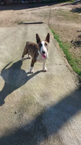 Bull Terrier