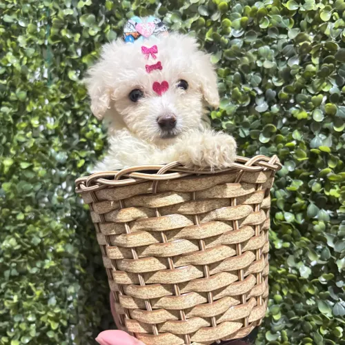 Poodle TOY fêmea ENTREGA IMEDIATA