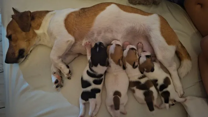 Filhotes de cães Jack Russell Terrier