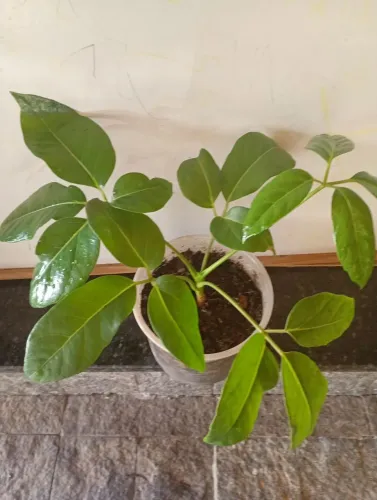 Cheflera muda