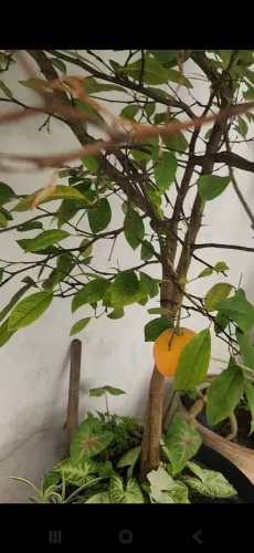 Limão cravo produzindo