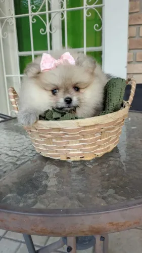 Spitz alemão fêmea laranja ursa linda