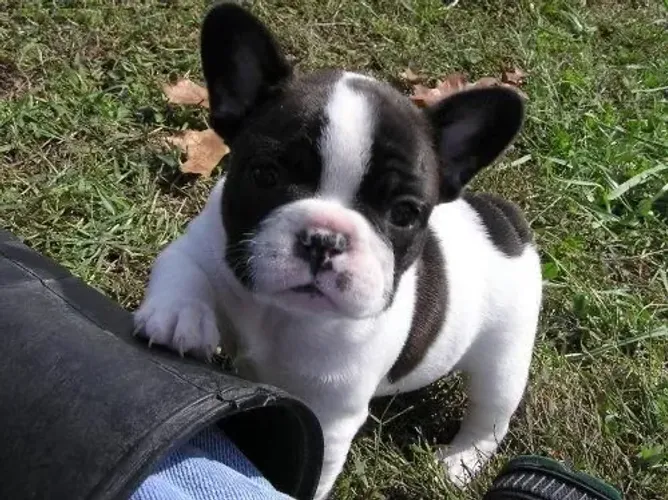 Bulldogue Francês Um Presente Que Vira Parte Da Família 