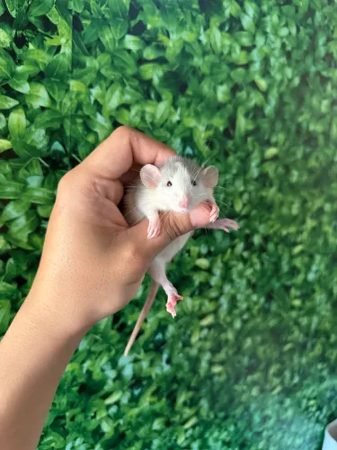 Ratinhos Twister 