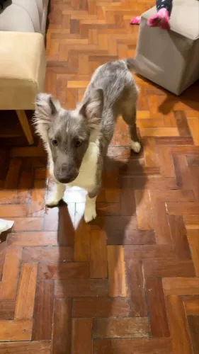Filhote de Ovelheiro Gaúcho Exclusivo