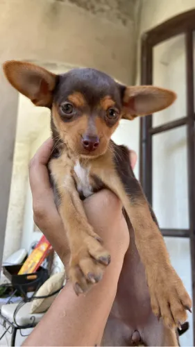 Filhote de Pinscher