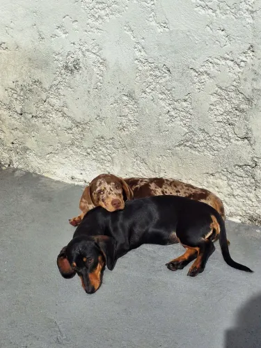 Casal de Daschund
