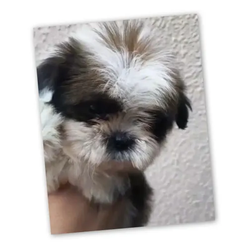 Vende-se filhote  shitzu macho raça 