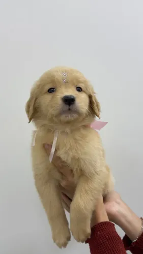 Filhote Golden Retriever femea de Ótima Linhagem procedencia