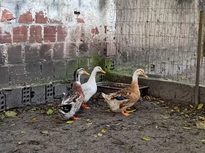 Marrecos da raça Rouen