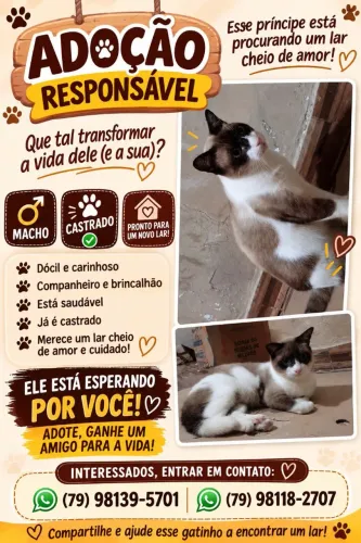Gato para adoção CASTRADO