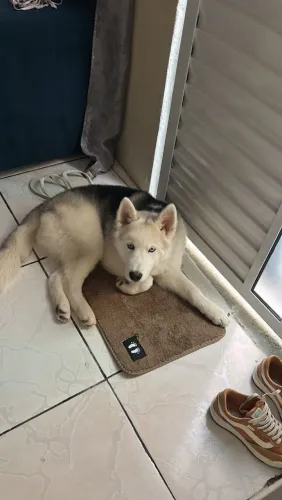 Husky Siberiano 5 meses
