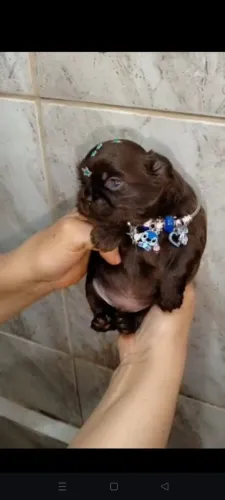 Shihtzu micro chocolate sólido escuro 