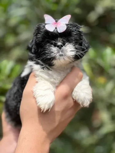 shihtzu lindos filhotes