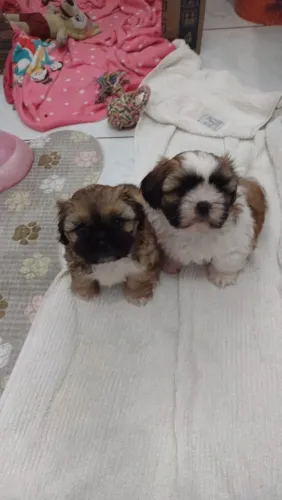 Shih tzu