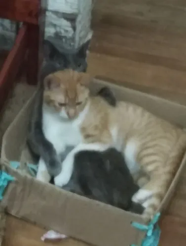 Doação de filhotes de gato