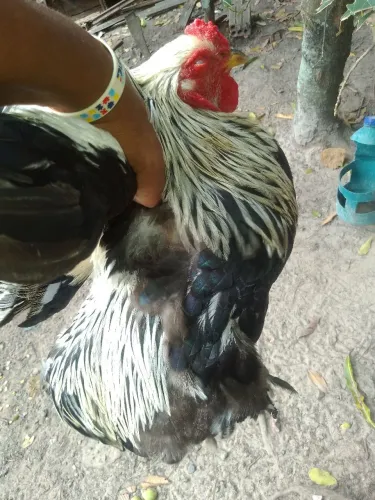 Vende-se frangos gsbs e bramas