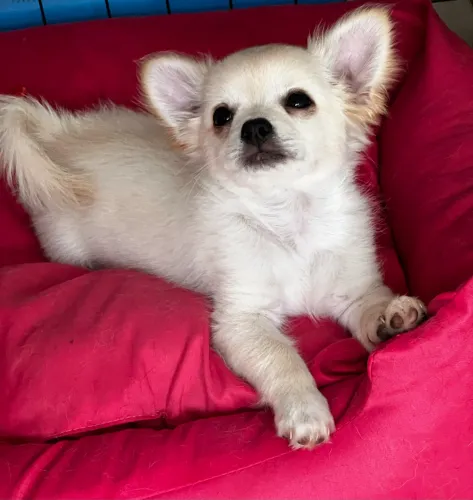 Chihuahua Macho pelo longo