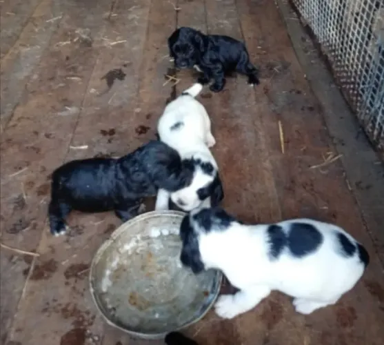 fofinhos lindos peludos
