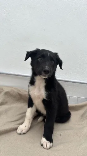 Border collie machos hoje melhor valor 