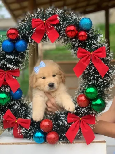 Golden Retriever Filhotes prontos para fazer parte da sua casa