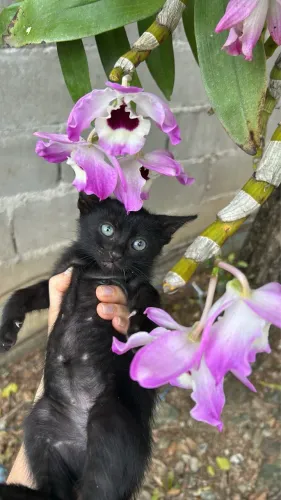 Goto filhote, 2 meses, Fêmea e Pretinha.