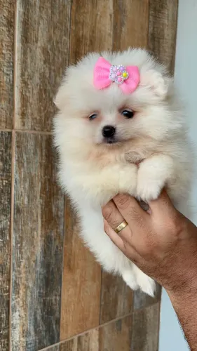 Lulu da Pomerânia