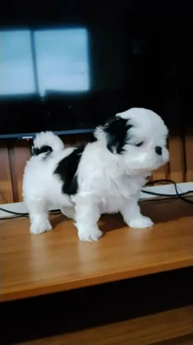 Filhotes de Shih-tzu Fêmea