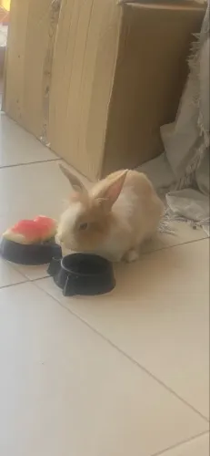 Coelhinha 45 dias